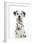 Dalmatian with its Tongue Out (Head Shot)-null-Framed Photographic Print