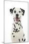 Dalmatian with its Tongue Out (Head Shot)-null-Mounted Photographic Print