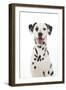 Dalmatian with its Tongue Out (Head Shot)-null-Framed Photographic Print