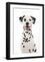 Dalmatian with its Tongue Out (Head Shot)-null-Framed Photographic Print