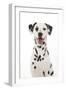 Dalmatian with its Tongue Out (Head Shot)-null-Framed Photographic Print