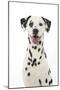 Dalmatian with its Tongue Out (Head Shot)-null-Mounted Photographic Print