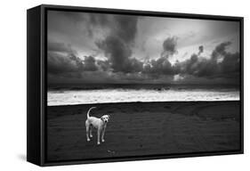 Dalmatian-null-Framed Stretched Canvas