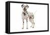 Dalmatian-null-Framed Stretched Canvas