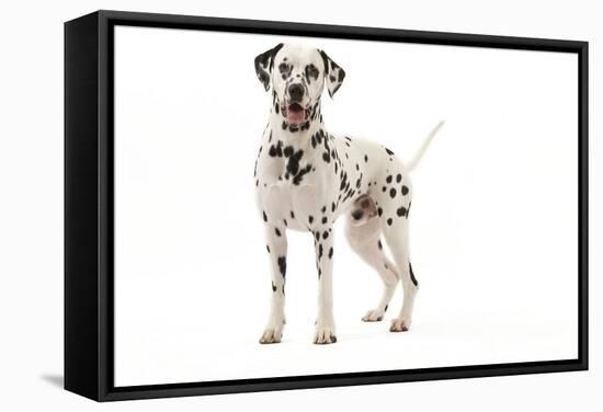 Dalmatian-null-Framed Stretched Canvas