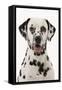 Dalmatian-null-Framed Stretched Canvas