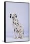 Dalmatian-DLILLC-Framed Stretched Canvas