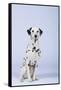 Dalmatian-DLILLC-Framed Stretched Canvas