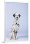 Dalmatian-DLILLC-Framed Photographic Print