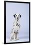 Dalmatian-DLILLC-Framed Photographic Print