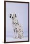 Dalmatian-DLILLC-Framed Photographic Print