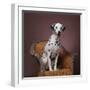 Dalmatian-DLILLC-Framed Photographic Print