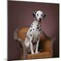 Dalmatian-DLILLC-Mounted Photographic Print