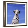 Dalmatian-DLILLC-Framed Photographic Print