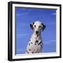 Dalmatian-DLILLC-Framed Photographic Print