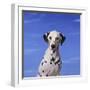 Dalmatian-DLILLC-Framed Photographic Print