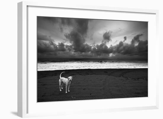 Dalmatian-null-Framed Photographic Print