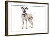 Dalmatian-null-Framed Photographic Print