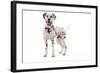 Dalmatian-null-Framed Photographic Print