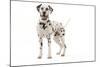 Dalmatian-null-Mounted Photographic Print