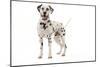 Dalmatian-null-Mounted Photographic Print