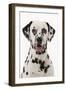 Dalmatian-null-Framed Photographic Print