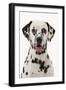 Dalmatian-null-Framed Photographic Print