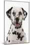 Dalmatian-null-Mounted Photographic Print