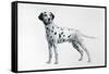 Dalmatian-Harro Maass-Framed Stretched Canvas