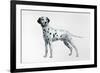 Dalmatian-Harro Maass-Framed Giclee Print