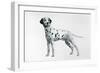 Dalmatian-Harro Maass-Framed Giclee Print