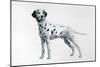 Dalmatian-Harro Maass-Mounted Giclee Print