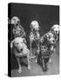 Dalmatians Nedo, Sussex, Smokie, Checkers, and Bingo Bango Belonging to Boston Fire Department-Alfred Eisenstaedt-Stretched Canvas