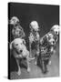 Dalmatians Nedo, Sussex, Smokie, Checkers, and Bingo Bango Belonging to Boston Fire Department-Alfred Eisenstaedt-Stretched Canvas