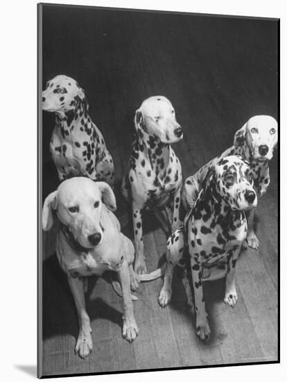 Dalmatians Nedo, Sussex, Smokie, Checkers, and Bingo Bango Belonging to Boston Fire Department-Alfred Eisenstaedt-Mounted Photographic Print