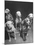 Dalmatians Nedo, Sussex, Smokie, Checkers, and Bingo Bango Belonging to Boston Fire Department-Alfred Eisenstaedt-Mounted Photographic Print