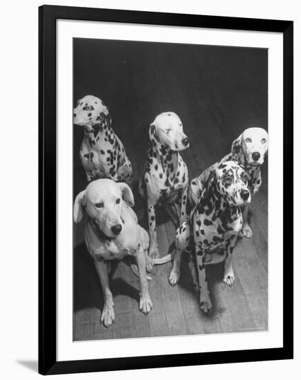 Dalmatians Nedo, Sussex, Smokie, Checkers, and Bingo Bango Belonging to Boston Fire Department-Alfred Eisenstaedt-Framed Photographic Print