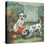 Dalmatians-Judy Mastrangelo-Stretched Canvas