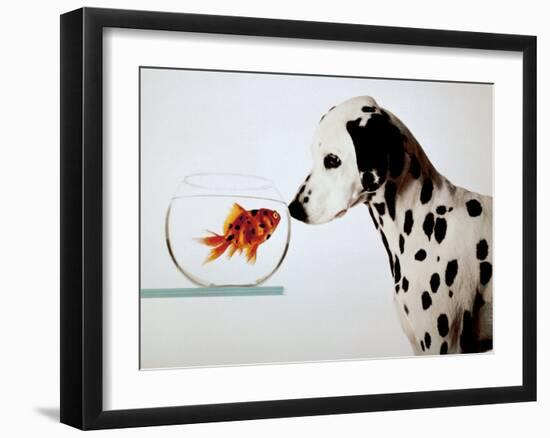 Dalmation Dog Looking at Dalmation Fish-Michel Tcherevkoff-Framed Art Print