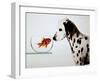 Dalmation Dog Looking at Dalmation Fish-Michel Tcherevkoff-Framed Art Print