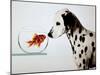 Dalmation Dog Looking at Dalmation Fish-Michel Tcherevkoff-Mounted Art Print