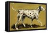 Dalmation Dog-English School-Framed Stretched Canvas