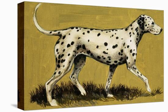 Dalmation Dog-English School-Stretched Canvas