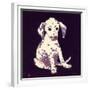 Dalmation Puppy, 1950s-George Adamson-Framed Giclee Print