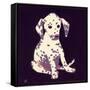 Dalmation Puppy, 1950s-George Adamson-Framed Stretched Canvas