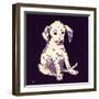 Dalmation Puppy, 1950s-George Adamson-Framed Premium Giclee Print