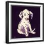 Dalmation Puppy, 1950s-George Adamson-Framed Giclee Print