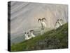 Dam Sheep Rams, Denali Park Road, Alaska, USA-Hugh Rose-Stretched Canvas