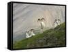 Dam Sheep Rams, Denali Park Road, Alaska, USA-Hugh Rose-Framed Stretched Canvas