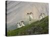 Dam Sheep Rams, Denali Park Road, Alaska, USA-Hugh Rose-Stretched Canvas